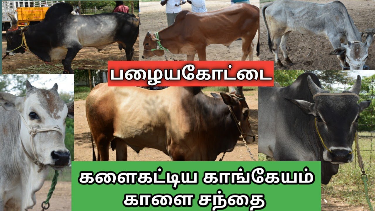 காங்கேயம் காளைகளுக்கு புகழ்பெற்ற பழையகோட்டை மாட்டு சந்தை