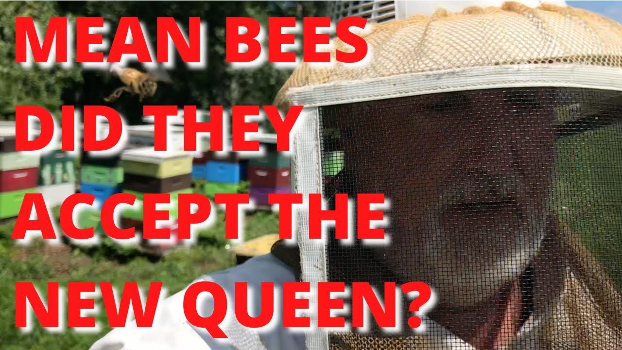 Mean Bees, did they accept the new queen?