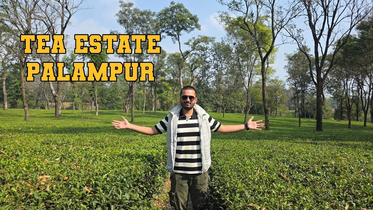 Tea Estate Palampur Vlog And Taste Of Kangri (Himachali) Dham