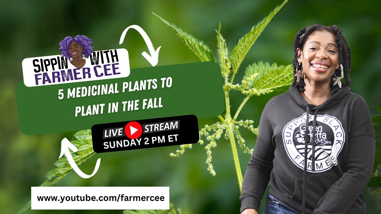 5 Medicinal Herbs to Plant in the Fall