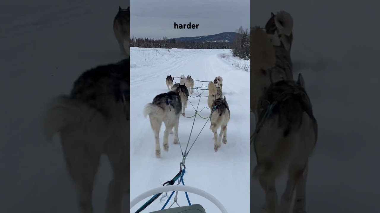 Explaining Dog Sledding