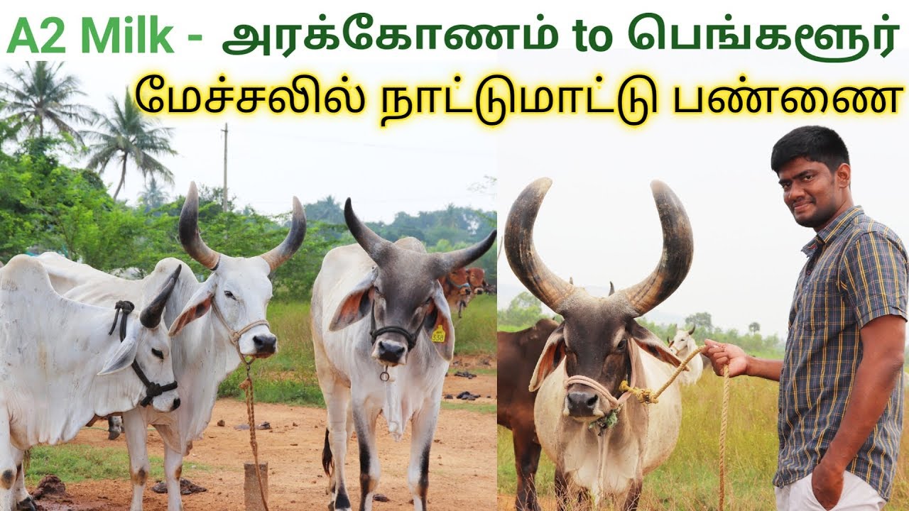 மேய்ச்சலில் நாட்டுமாட்டு பண்ணை - A2 MILK | Arakkonam to Banglore