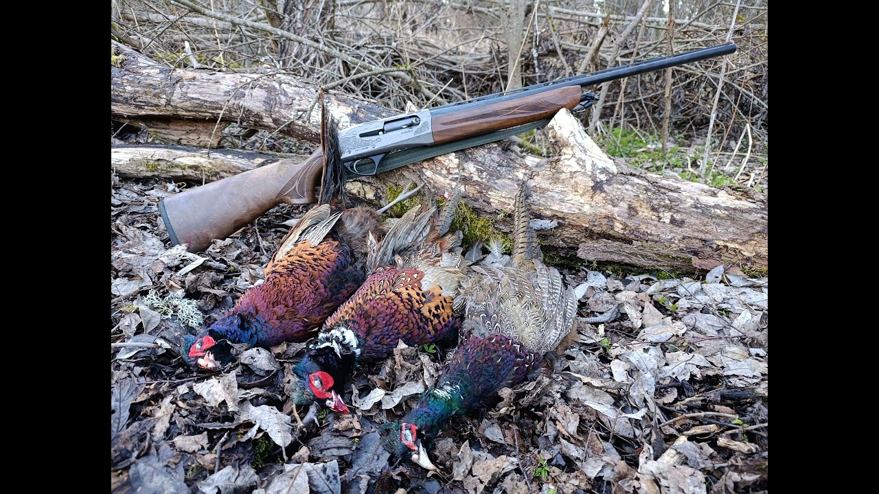Փասիանի որս որսաշնով: Охота на фазана с легавой собакой. Pheasant hunting with dog .