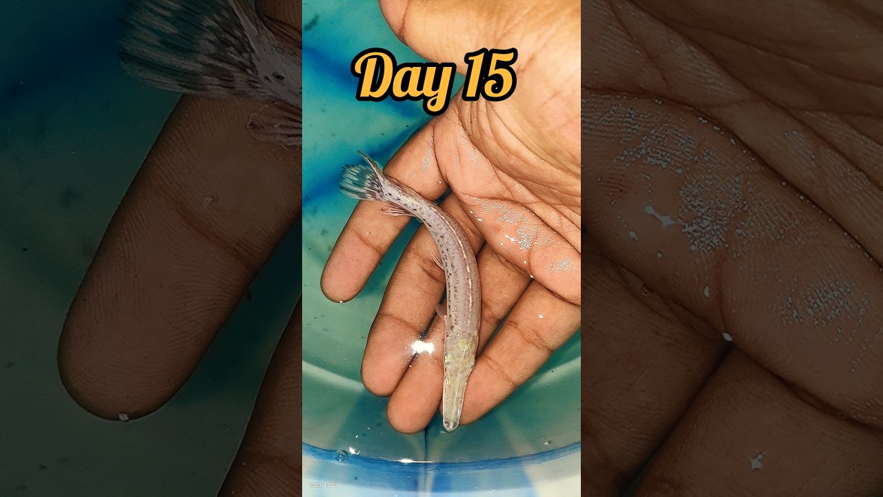 alligator gar's growth 💪💪#monsterfish #alligator #fish #trending #shorts #viral#content #animals#1m#