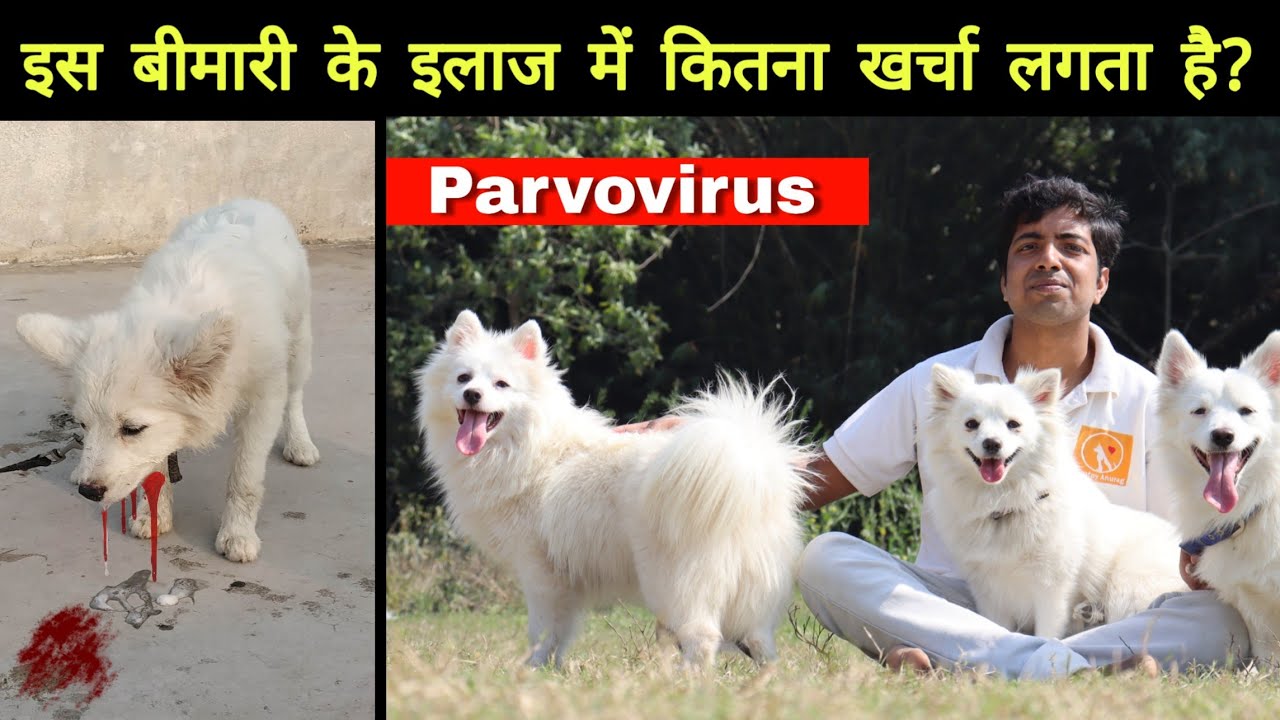 Total treatment cost of parvovirus affected dog // And what is chance of survival?