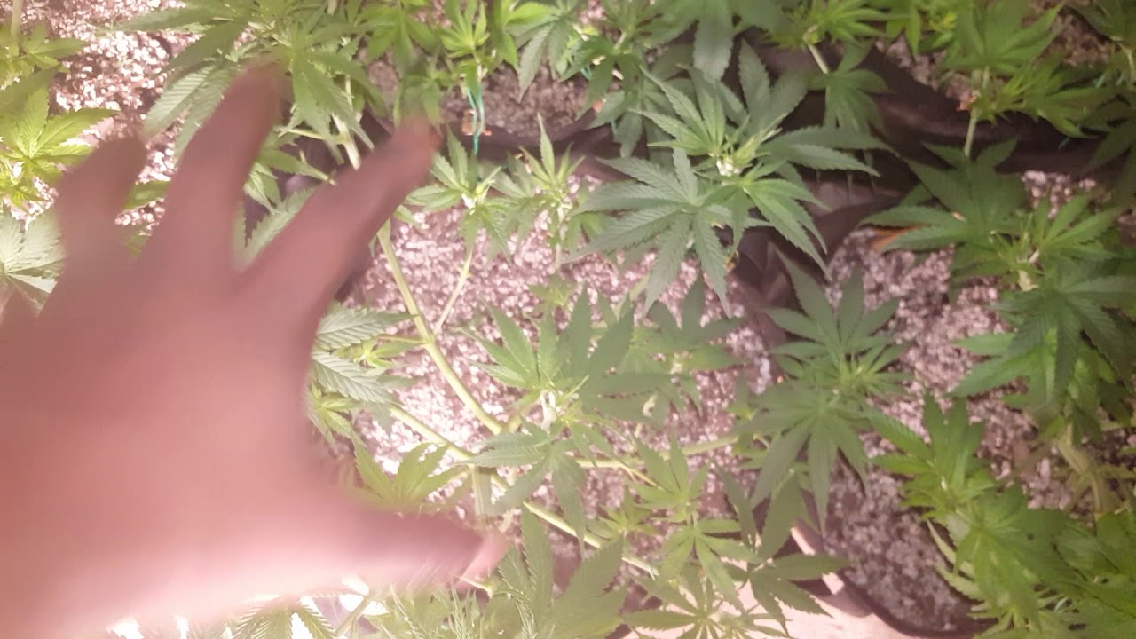 G9- Training Technique. Week 5 Veg. LST - Low Stress Training