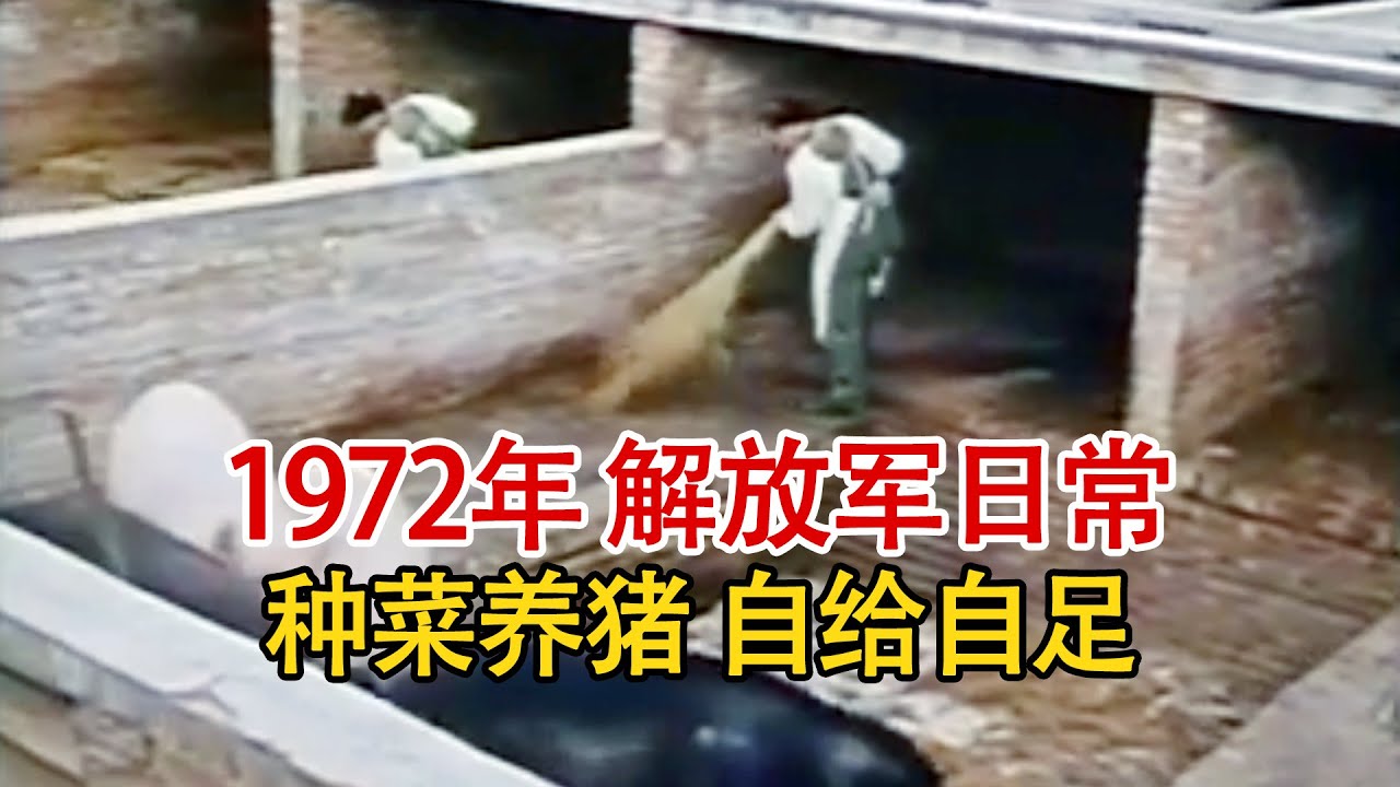实录1972年的解放军日常，养猪种菜无所不能，自给自足改善伙食！