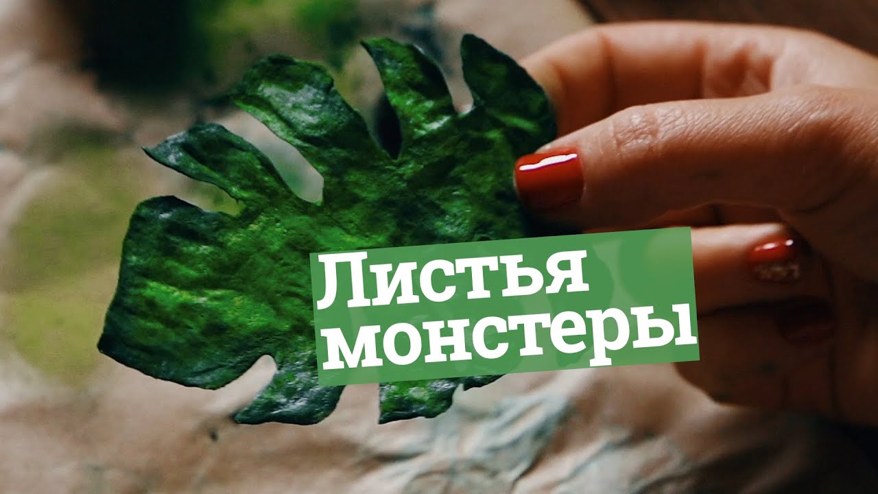 Как сделать листья монстеры из вафельной бумаги