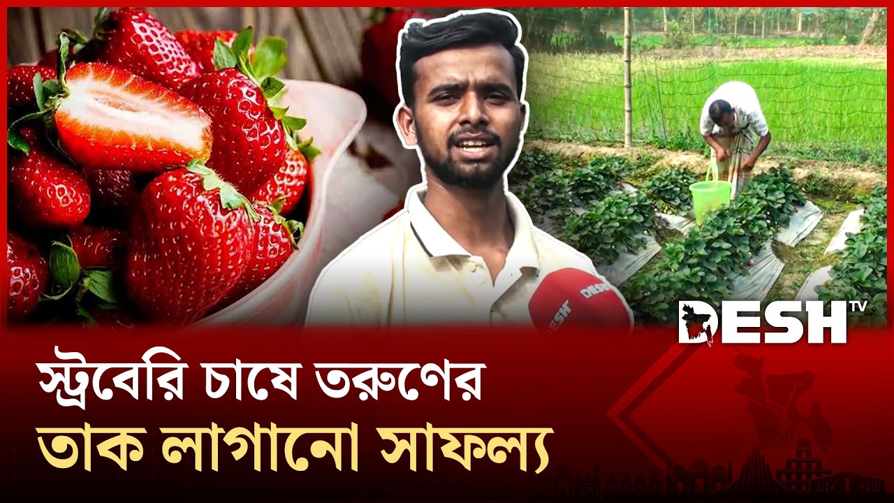 টাঙ্গাইলে স্ট্রবেরি চাষে তরুণের সাফল্য, বদলে গেল আব্দুল্লাহর জীবন | Strawberry | Desh TV