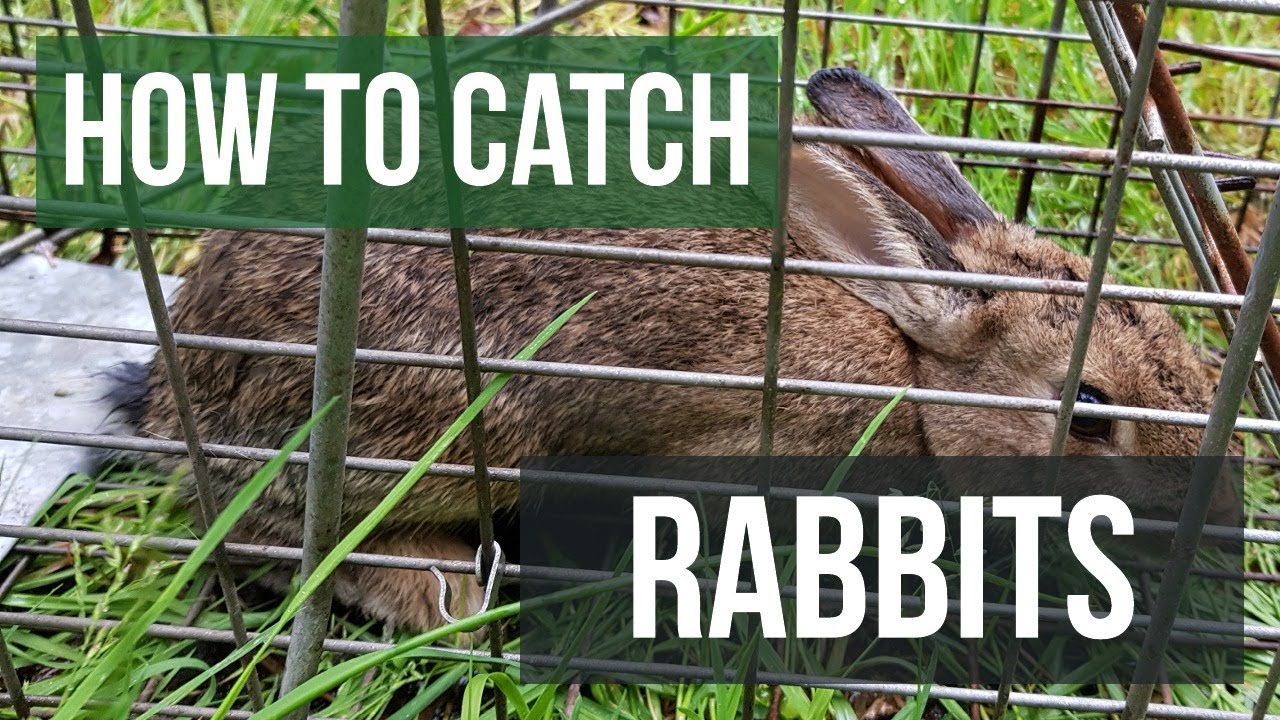 How to Catch a Rabbit with a Live Animal Trap