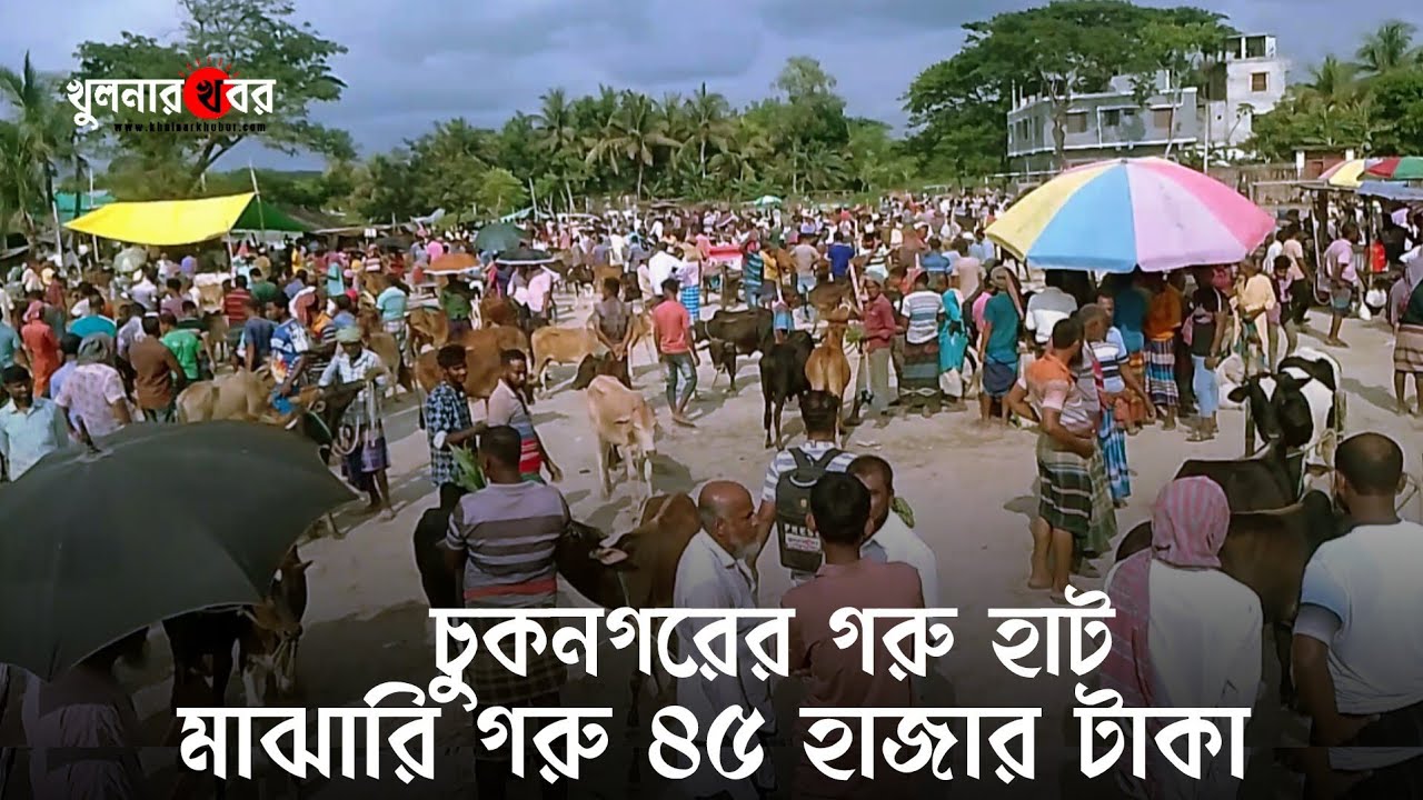 মাঝারি গরু ৪৫ হাজার টাকায় : চুকনগরের হাটে | new season-2025