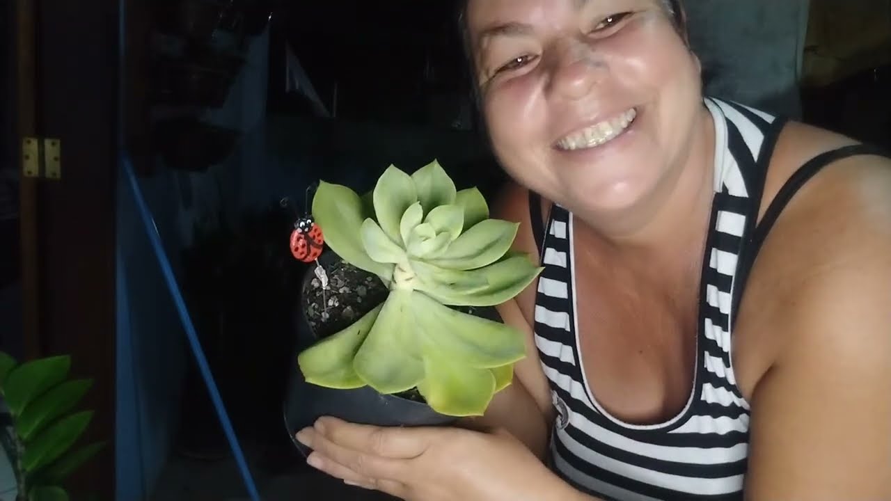 Multiplicação da Gibiflora Mellow Yellow 🌱 passo a passo
