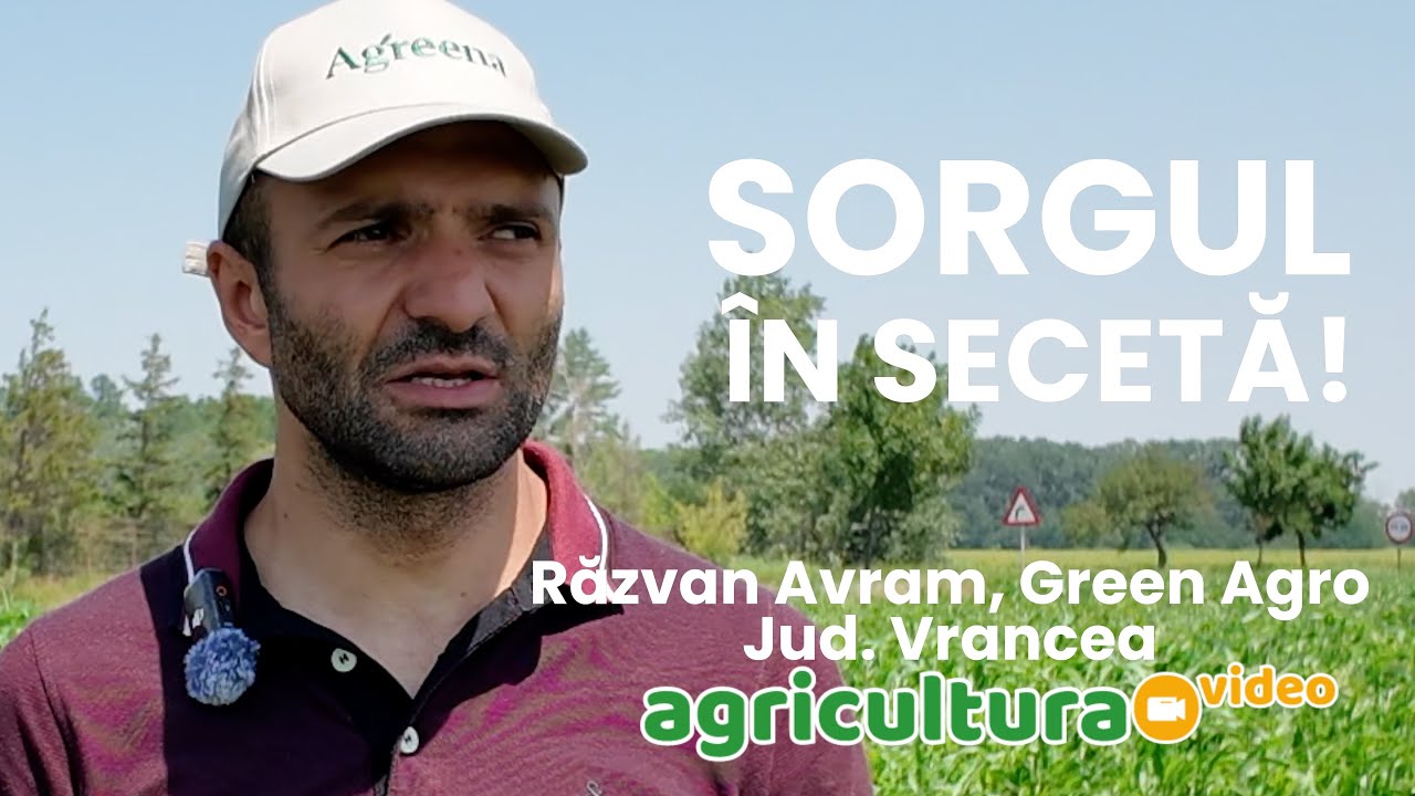 Cum se comportă sorgul în platforma Green Agro, în secetă?