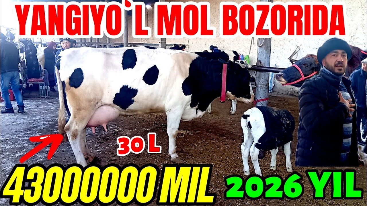 YANGIYOʻL MOL BOZORIDA ONA -BOLA SIGIRLAR NARXLARI BILAN TANISHAMIZ 🐄🐄🐄🐄