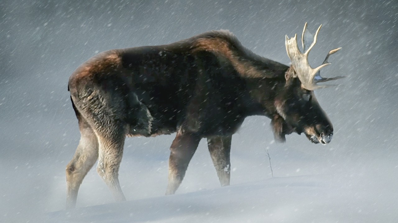 Canada | Une faune face aux pires conditions du monde !