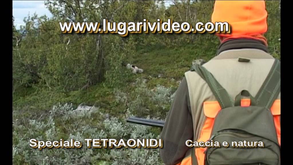 SPECIALE TETRAONIDI CACCIA E NATURA. Black Grouse and Ptarmigan hunting with dogs