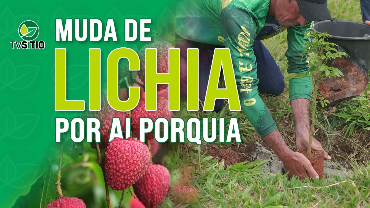 Como fazer mudas de lichia