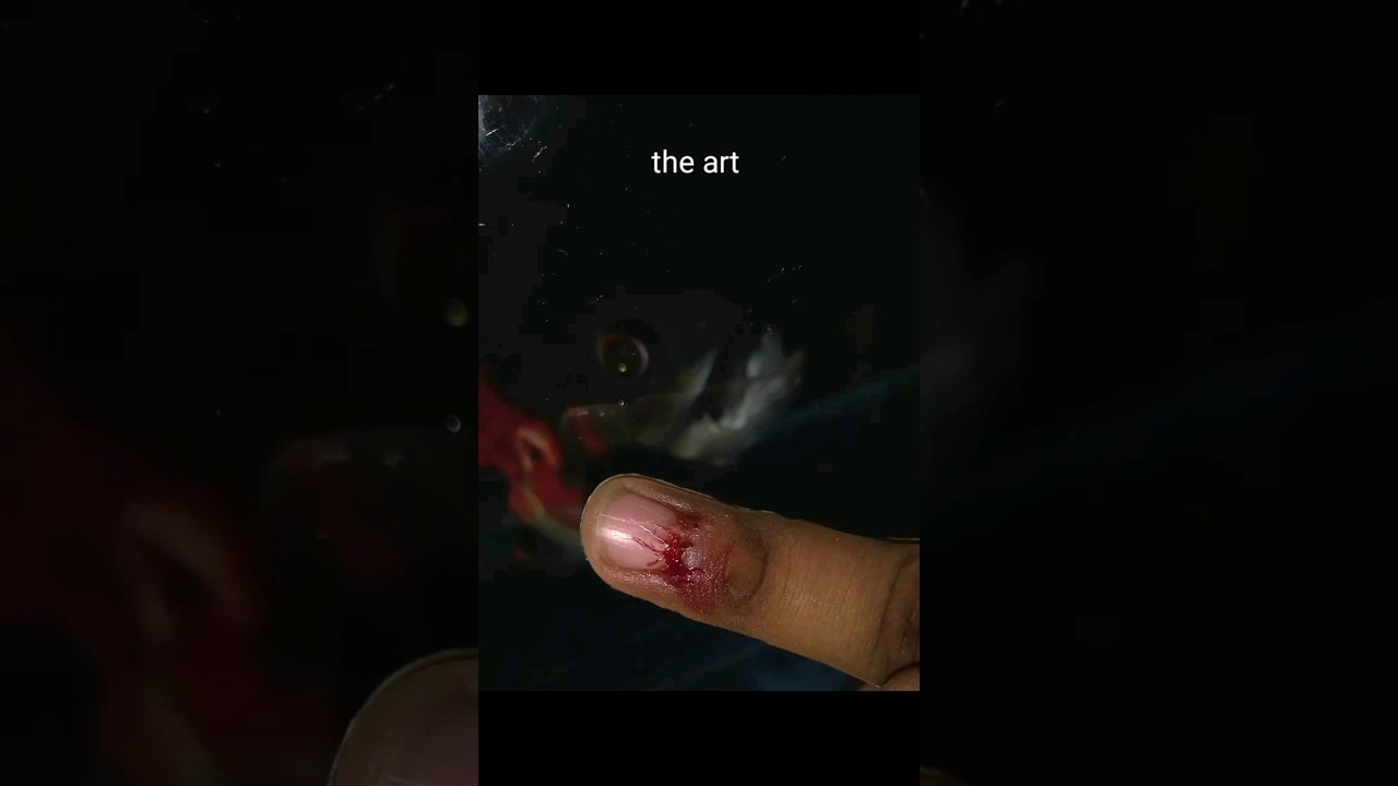 he bit me 😰 | oscar fish 🐠 |                                 #fish #oscarfish #shorts #viral