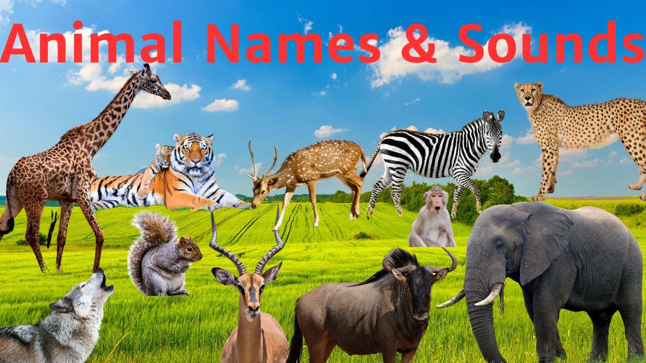 Animal names and sounds | Animal Sounds | Wild animal sounds | Farm Animal Sounds