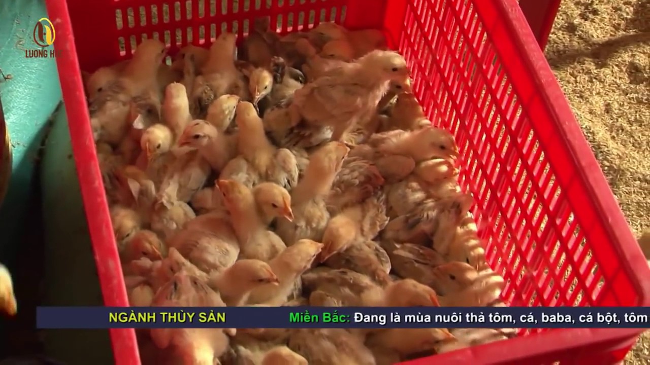 Kỹ thuật cắt mỏ gà