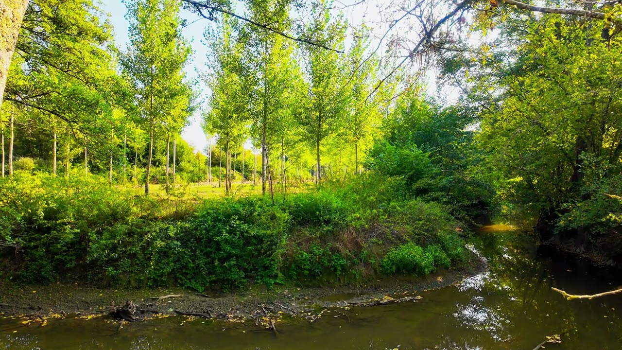 [NO ADS] 4K Relaxing Nature – 1 Hour Small River & Green Forest Ambience (French Countryside)