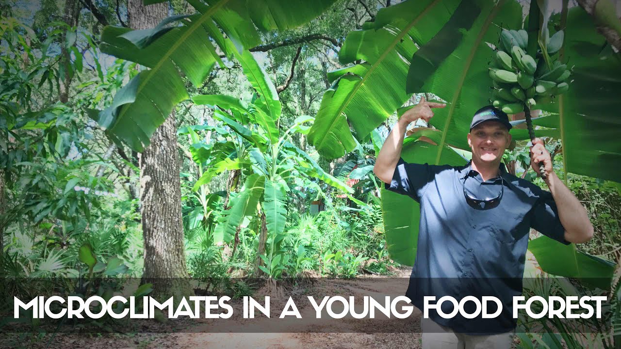 MICROCLIMATES in a Young Subtropical Food Forest - Unreal Growth! (Part 2)