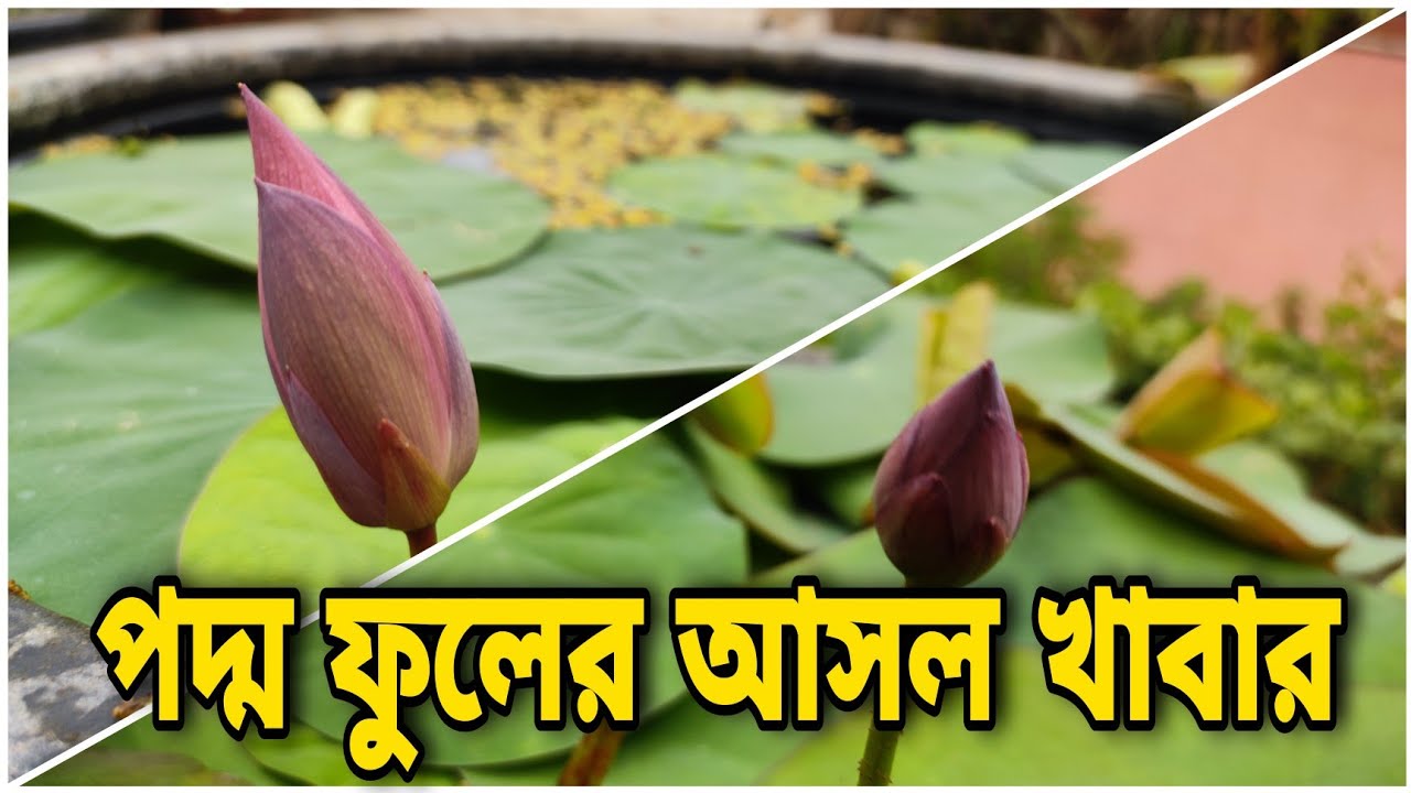 জলপদ্ম ফুলের আসল খাবার,100% আপনার গাছে আনবে ফুল || Lotus special food ||