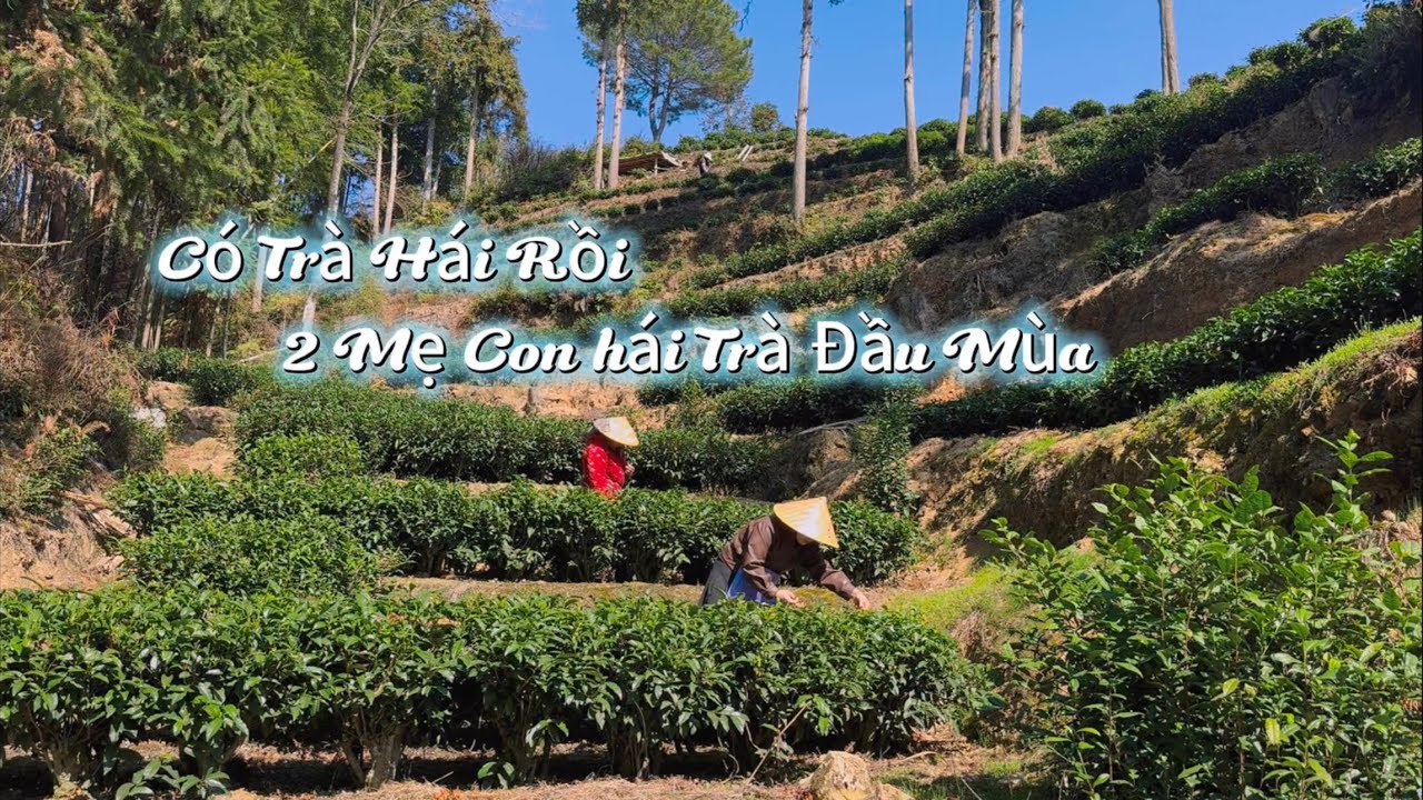 Có Trà Hái Rồi- 2 Mẹ Con Hái Trà Đầu Mùa 