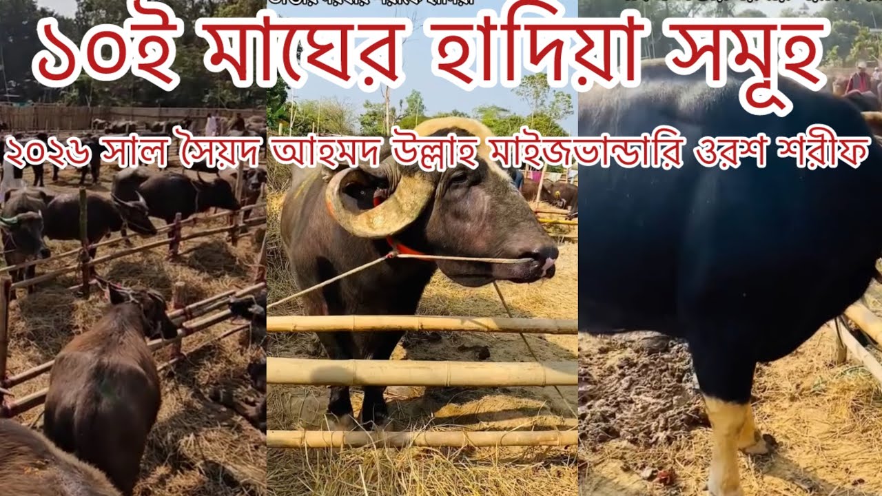 ১০ই মাঘ আহমদ উল্লাহ মাইজভান্ডারি ওরশ শরীফ ২০২৬ হাদিয়া জুলুস | Maizbandar darbar sharif | Gawsia Tv 