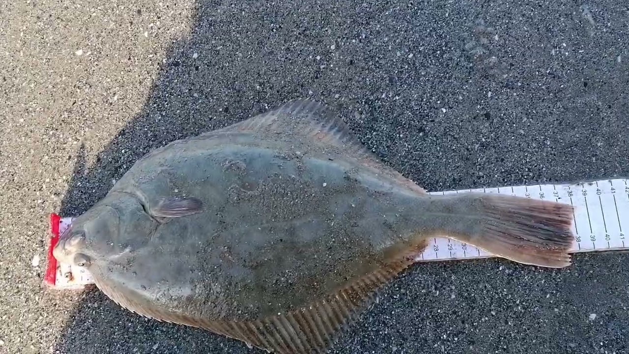 #rnli FLOUNDER OPEN AMROTH #youtube #YOUTUBER #РЫБАЛКА #ВИДЕООРЫБАЛКИ #РЫБАЛКАМАТЧ #рыбалкаэтожизнь