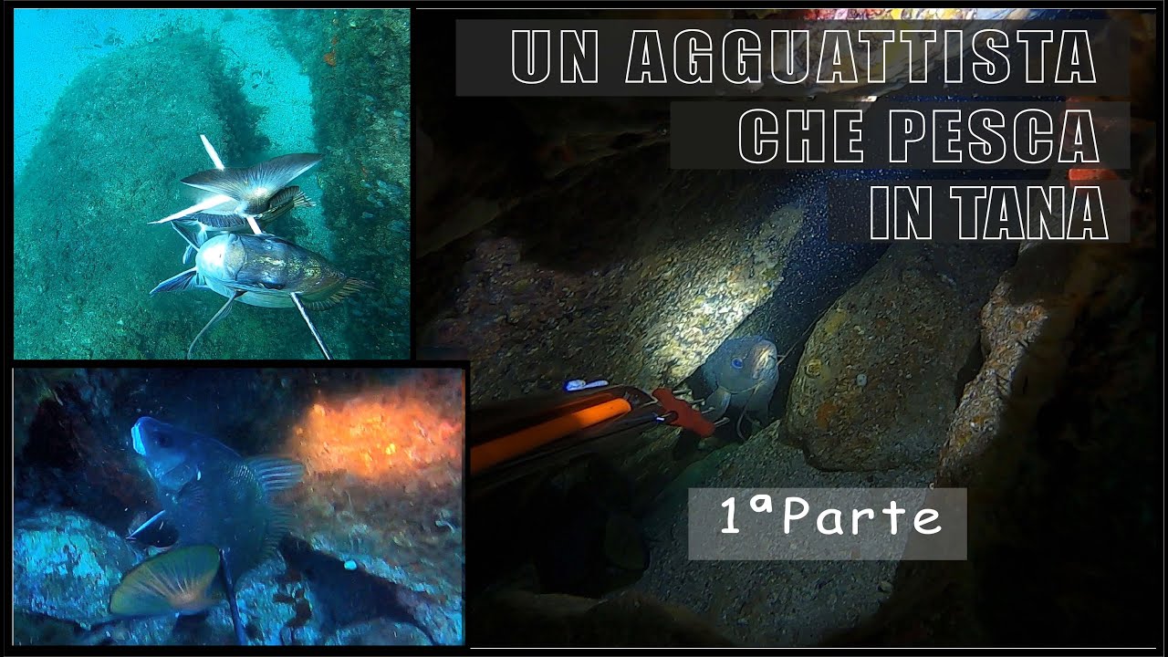 Pesca sub Sardegna: 