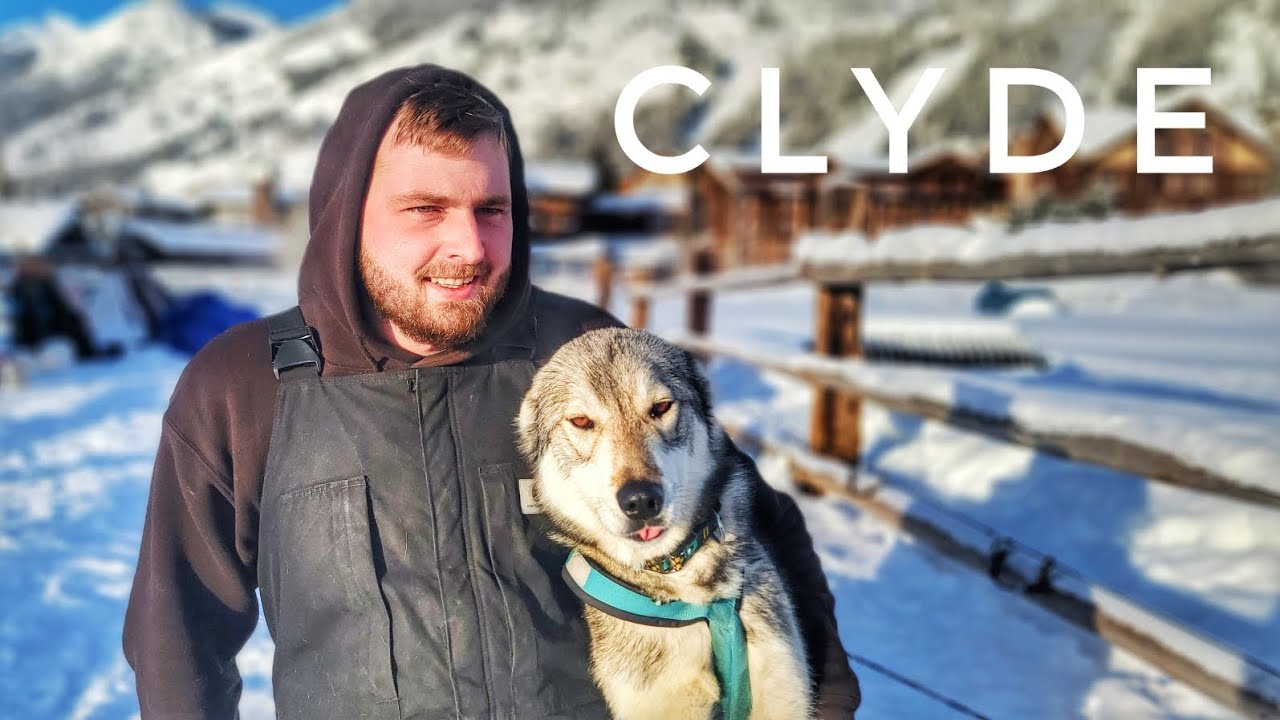 The (Seppala Siberian) Dog Days of Winter: Ep. 43 Clyde