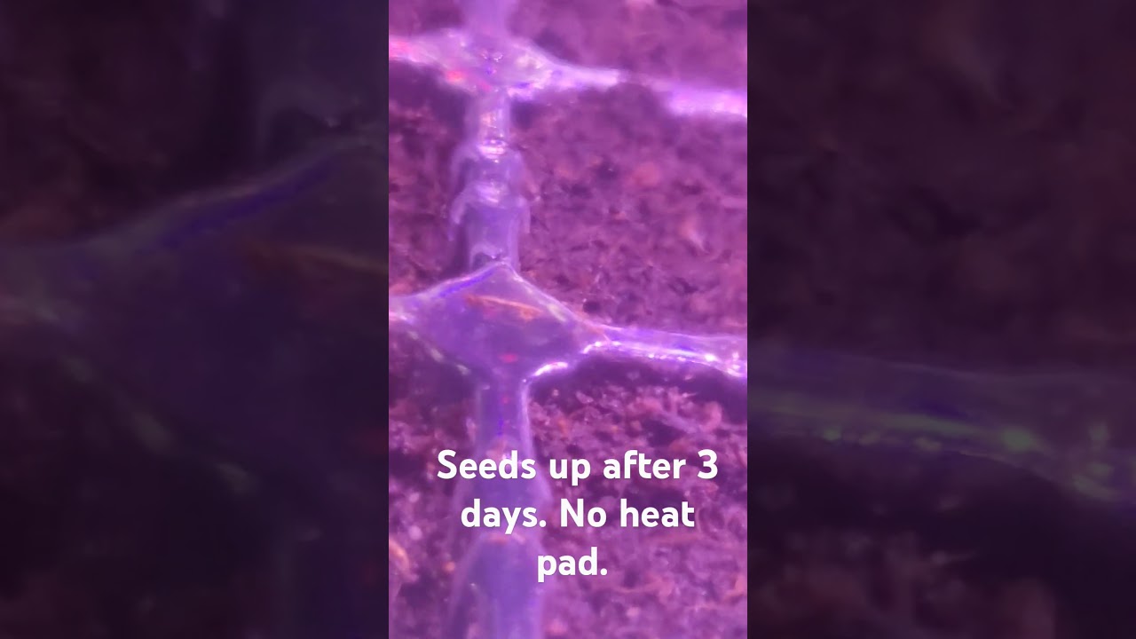 Seeds up after 3 days. Herb, lettuce, I hope not to early for peppers.
