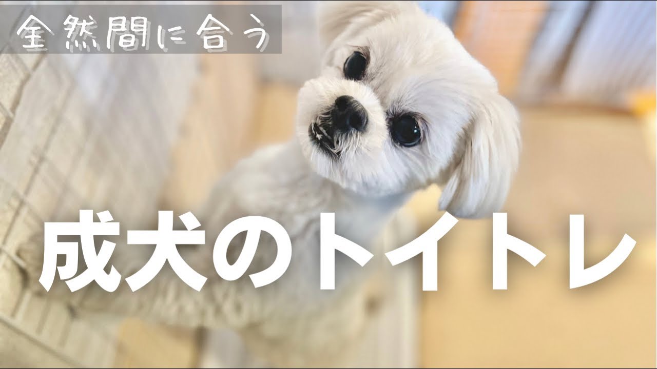 【トイレトレーニング】成犬からのやり直し！自分でトイレができるようになる方法【マルチーズ×ペキニーズ】