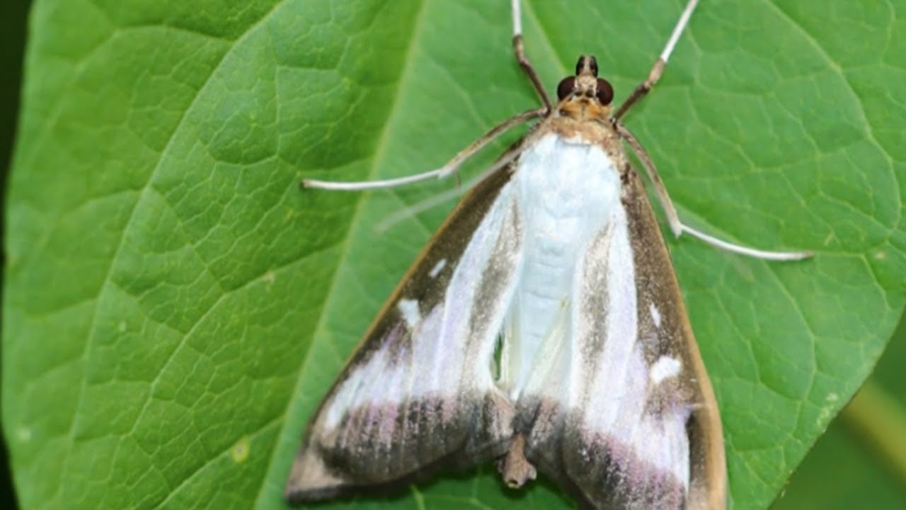 Invasive box tree moth infesting boxwood shrubs across Canada