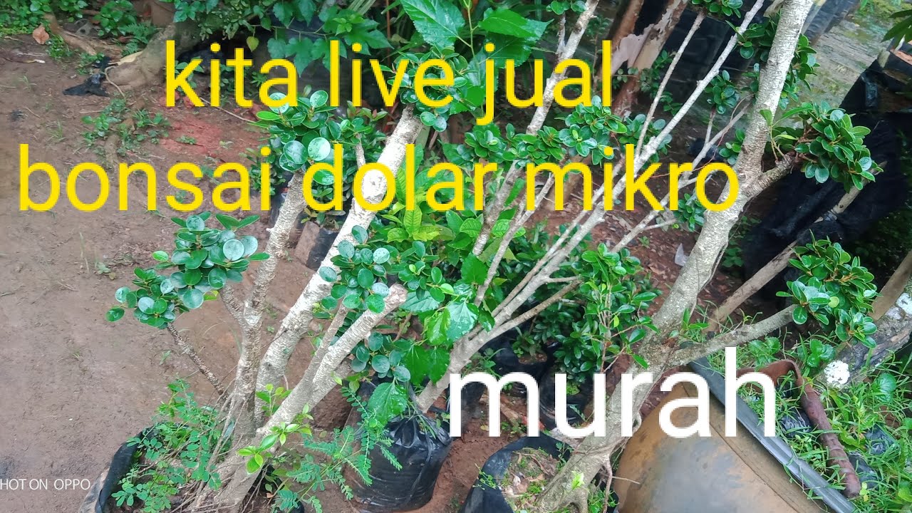 kita live pamer jual bonsai dolar mikro Teguh bibit sedang live sekarang!