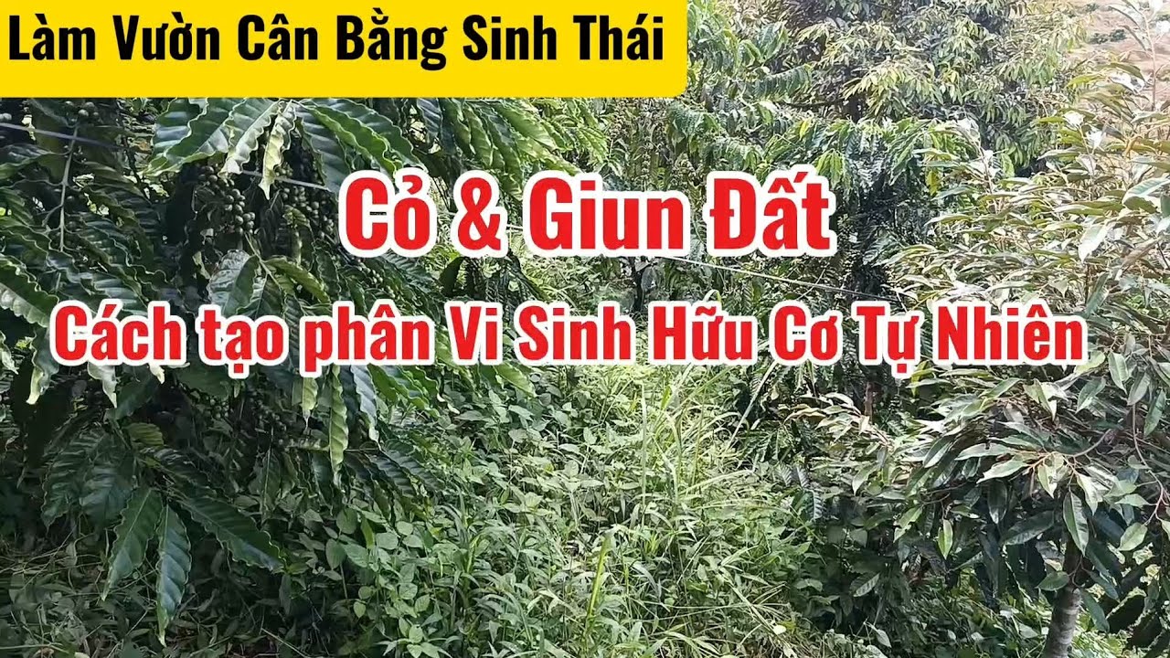 C&aacute;ch tạo ph&acirc;n Vi sinh Hữu cơ tự nhi&ecirc;n từ Cỏ v&agrave; Giun Đất #nongnghiepsach #nongnghiephuuco #giundat