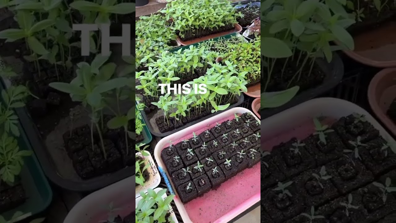 Comment BLOCKER for all my soil blocking tools, supplies, kits, and more