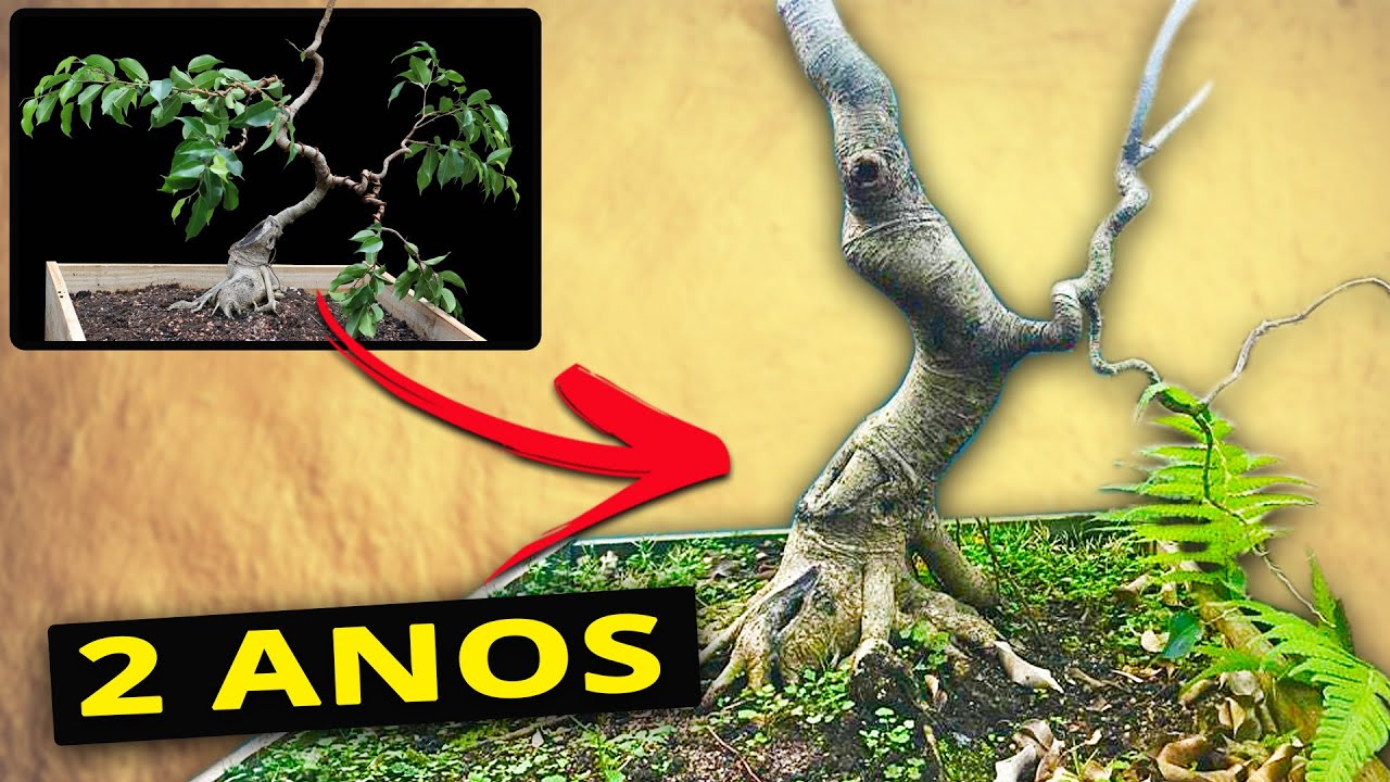 FAZENDO BONSAI COM FICUS BENJAMINA!!
