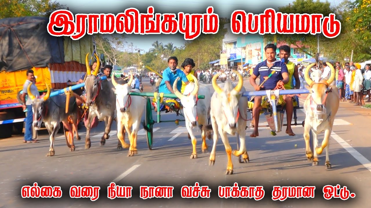 இராமலிங்கபுரம் பெரியமாடு பந்தயம் 24-02-2026|Periyamadu  Race