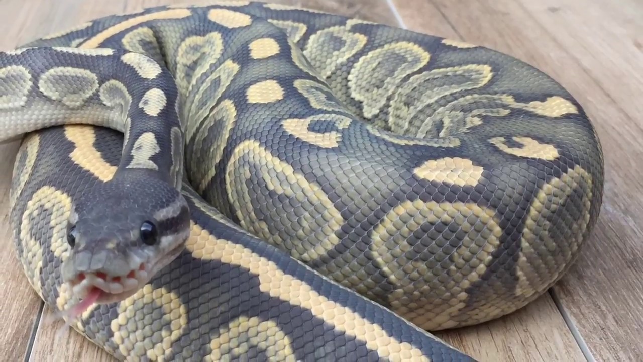 Breeding Ball Pythons 101:  How I pull eggs off PROTECTIVE mom and incubate!!!