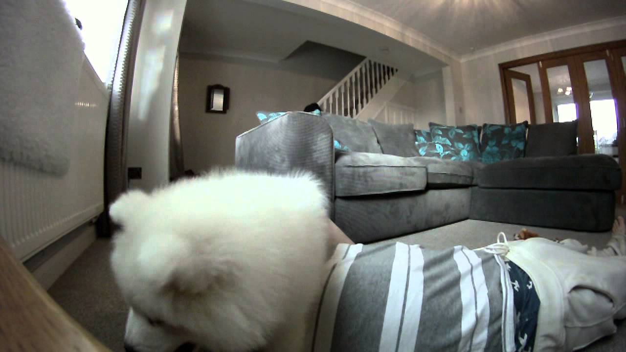 Solomon the Samoyed 8 - 9 weeks old