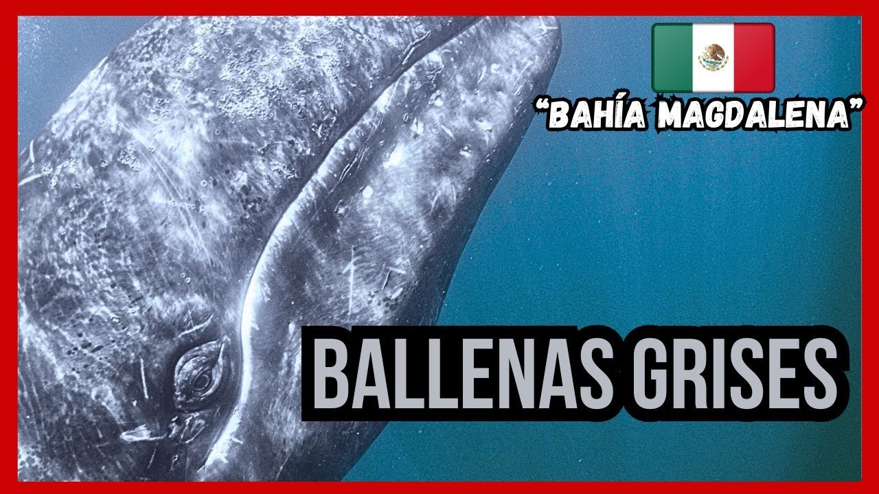 BALLENAS GRISES viajan MILES DE KMS para llegar a M&Eacute;XICO 🇲🇽🐋 |📍Bah&iacute;a Magdalena, Baja California Sur