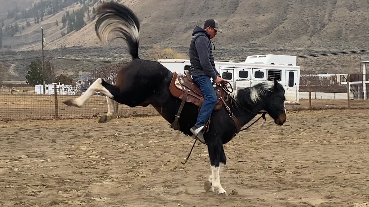 Pain or behaviour | mare bucks out when asked to lope 