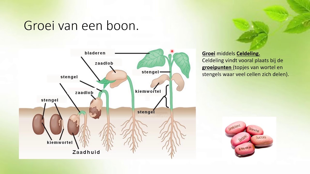 Groei van Planten (havo/vwo 1 Nectar 5.2)