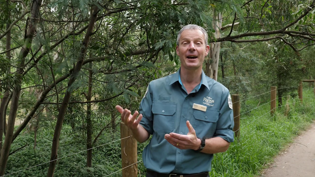 Flying Fox Discovery Tour at Yarra Bend Park