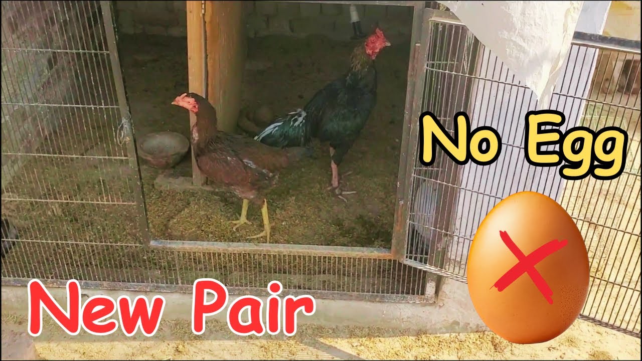 New Aseel Pair Anday Kyun Nahi De Raha 😟? Pet Vlog
