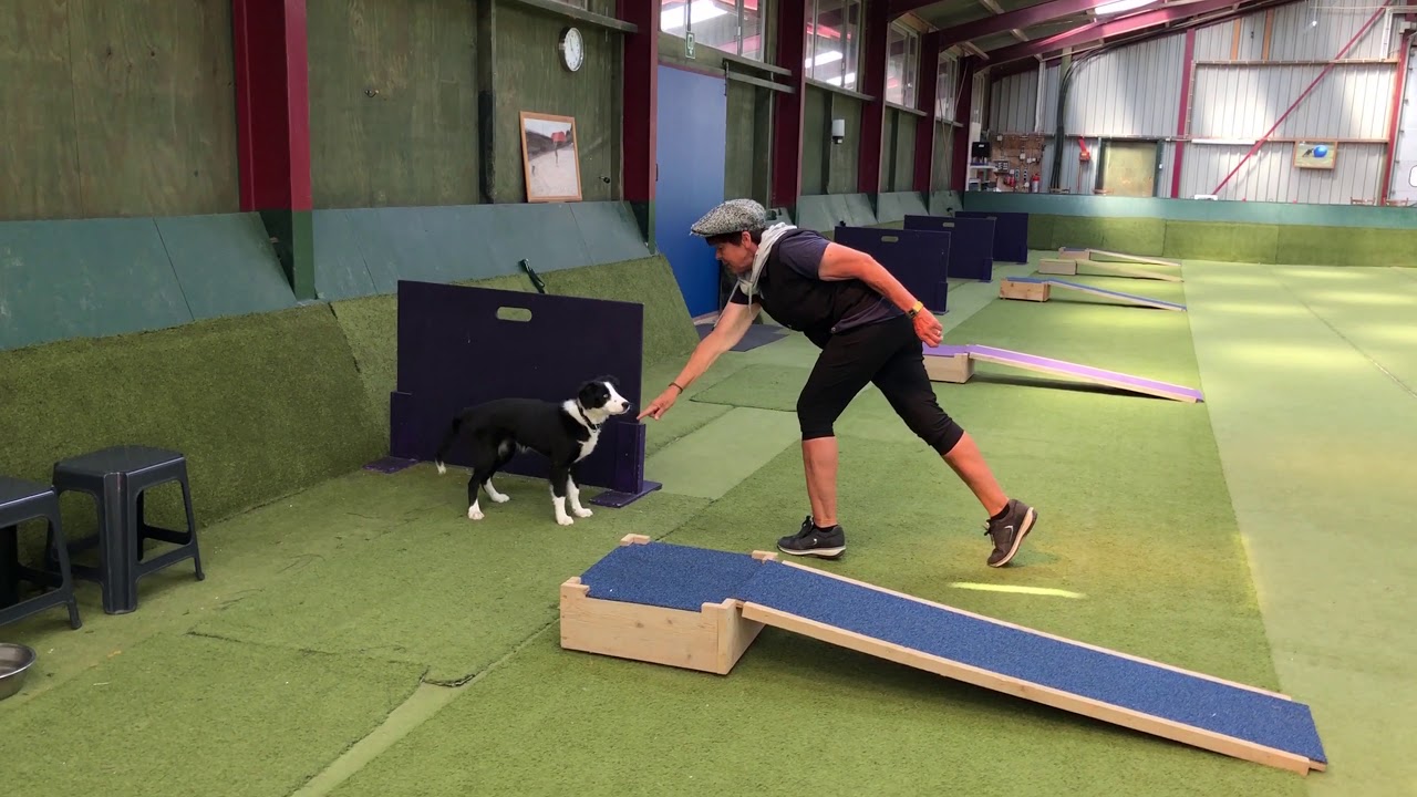27 Hoe leer je jouw hond op afstand te stoppen? Veiligheid boven alles.