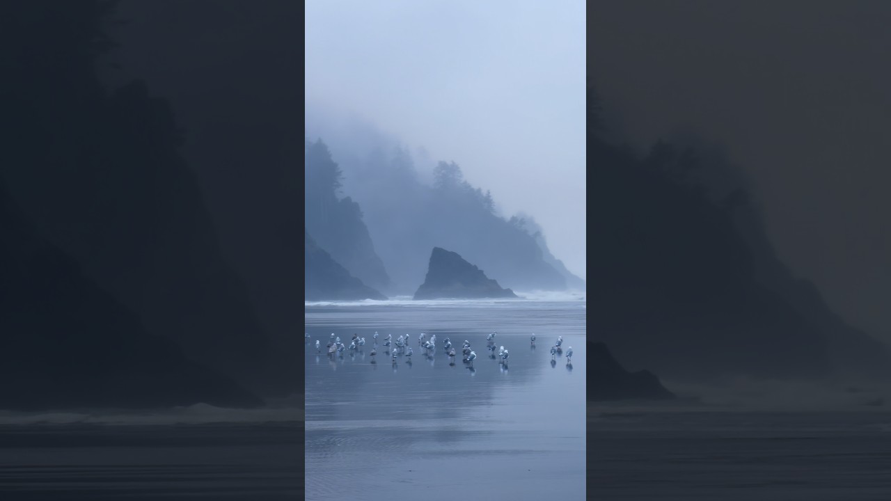 Even the seagulls love a beautiful foggy morning on the Tillamook Coast. #oregoncoast #traveloregon