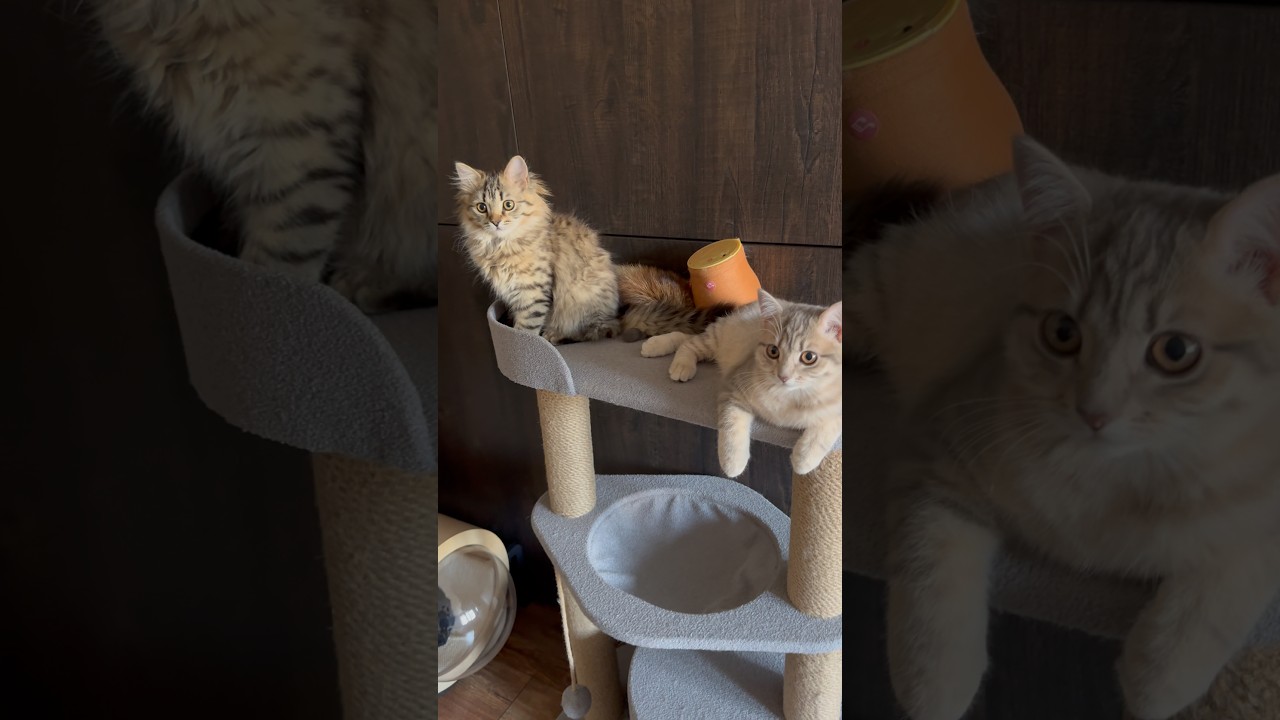 Тигрицы на охоте 😋 #cat #веселыекоты #кот #прикольныекоты #котик #красиваякошка #kitten #милота